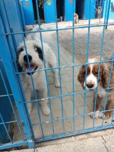 Dusty – Bild 5