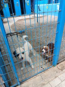 Dusty – Bild 6
