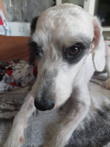 Dusty – Bild 8