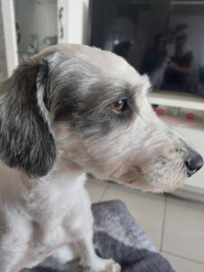 Dusty – Bild 7