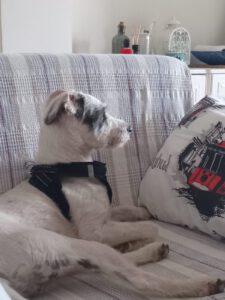 Dusty – Bild 9