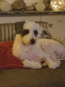 Dusty – Bild 11