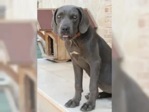 Arya – Bild 1