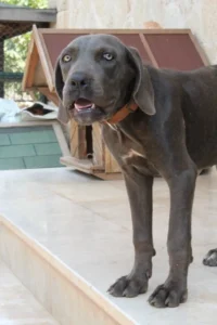 Arya – Bild 8