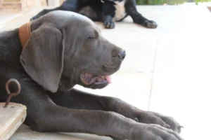 Arya – Bild 6