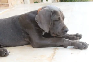 Arya – Bild 5