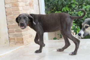 Arya – Bild 4