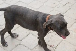 Arya – Bild 3