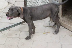Arya – Bild 2