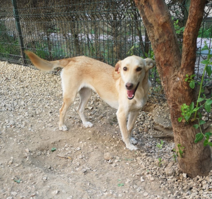 Findik
