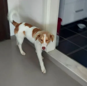 Finn – Bild 8