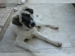 Ronja – Bild 1