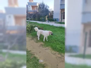 Ronja – Bild 6