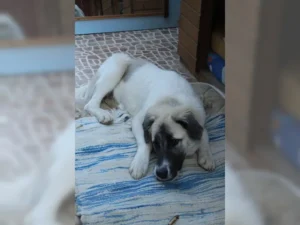 Ronja – Bild 7