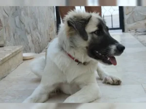 Ronja – Bild 4