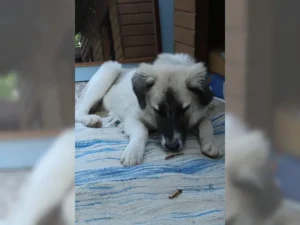 Ronja – Bild 8