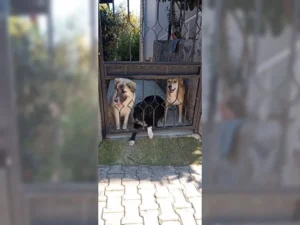 Ronja – Bild 5