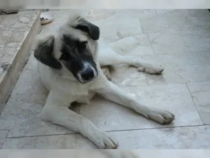 Ronja – Bild 3