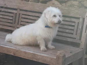 Idefix – Bild 5