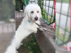 Idefix – Bild 1