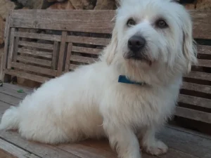 Idefix – Bild 8