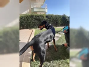 Willy – Bild 3