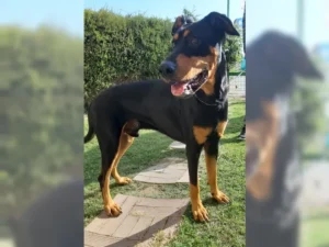 Willy – Bild 4