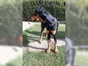Willy – Bild 5