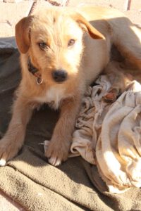 Pippa – Bild 7