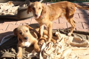 Pippa – Bild 4