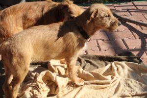 Pippa – Bild 6