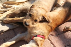 Pippa – Bild 3