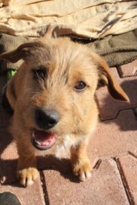 Pippa – Bild 1