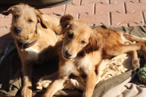 Pippa – Bild 2