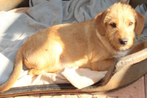 Pippa – Bild 5