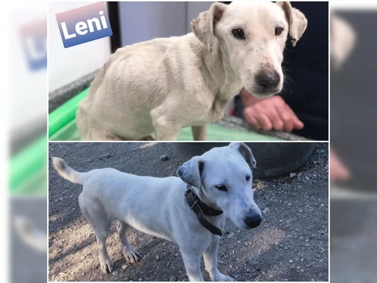 Leni
