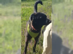 Layla – Bild 3