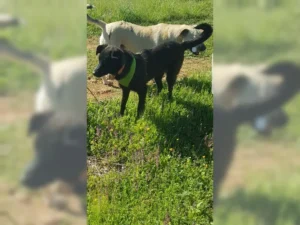 Layla – Bild 2