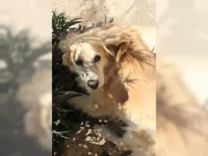 Timon – Bild 9