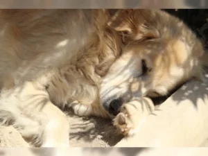 Timon – Bild 7