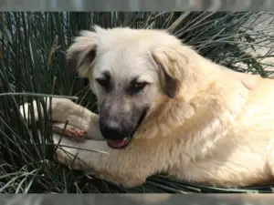 Naim – Bild 27
