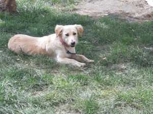 Ginger – Bild 3
