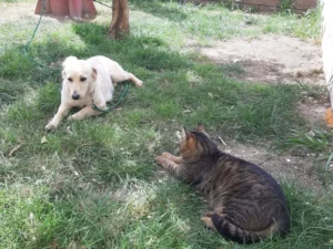 Ginger – Bild 2