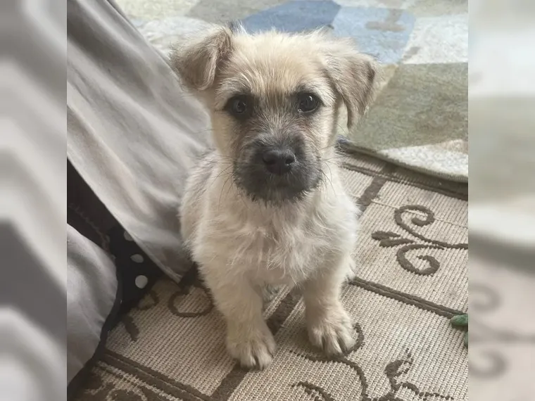 Benji