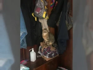 Tiggy – Bild 4