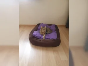 Tiggy – Bild 6