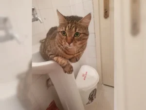 Tiggy – Bild 1