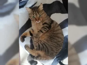 Tiggy – Bild 7
