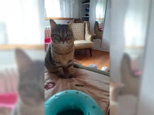 Tiggy – Bild 8