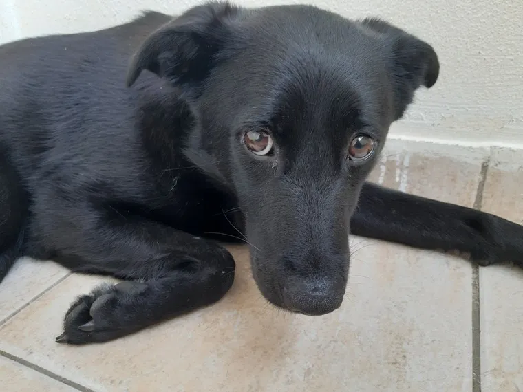 Nala